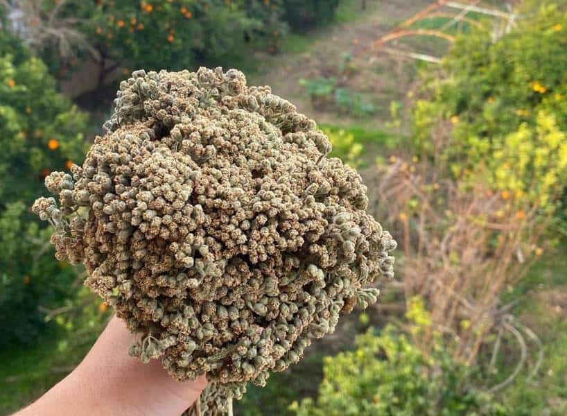 Dağ Kekiği / Top Kekik